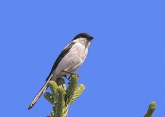 Lanius collaris collaris