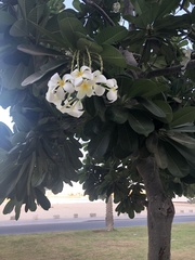 Plumeria