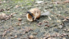 Pseudoneoponera rufipes