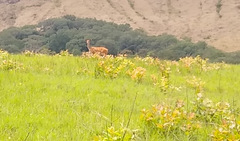 Tragelaphus scriptus