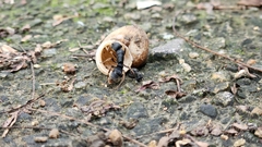 Pseudoneoponera rufipes