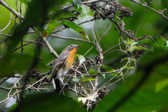 Ficedula mugimaki