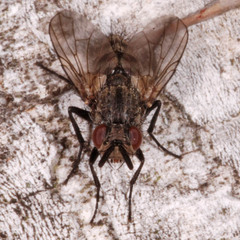 Triarthria setipennis