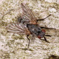 Triarthria setipennis