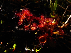 Drosera uniflora