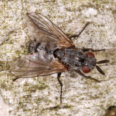 Triarthria setipennis