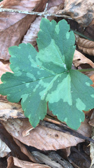 Hydrophyllum canadense