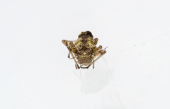 Mesopsocidae