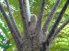 Cyatheaceae