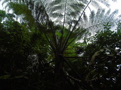 Cyatheaceae