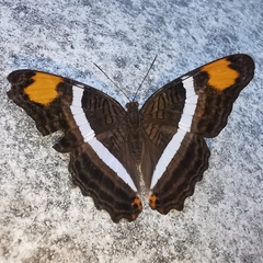Adelpha fessonia