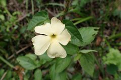 Thunbergia neglecta