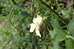 Thunbergia neglecta