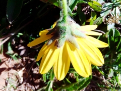 Aspilia montevidensis