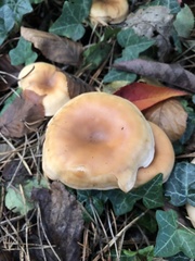 Paralepista