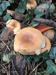 Paralepista