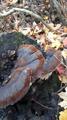 Ischnoderma benzoinum