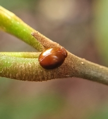 Hemisphaerius