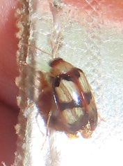 Monolepta vinosa