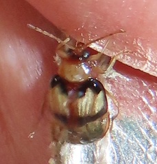 Monolepta vinosa