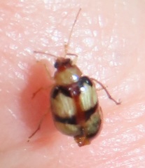 Monolepta vinosa