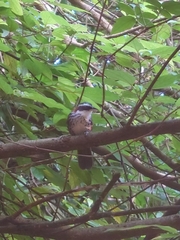 Pomatorhinus musicus