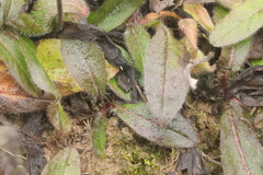 Pilosella caespitosa