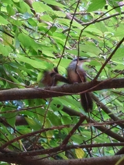 Pomatorhinus musicus