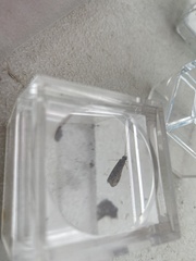 Dichomeris ligulella