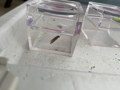 Dichomeris ligulella