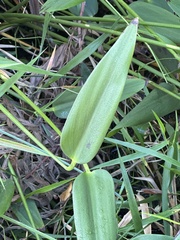 Pontederia cordata