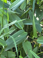 Pontederia cordata