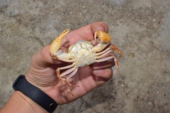Eucrate crenata