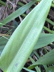 Pontederia cordata