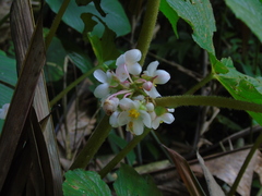 Begonia multangula