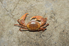 Eucrate crenata