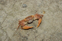 Eucrate crenata