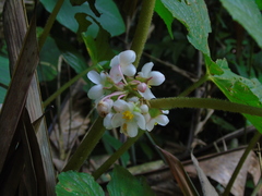 Begonia multangula