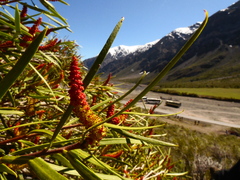 Colliguaja integerrima