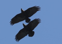 Corvus albicollis
