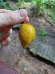 Malvales