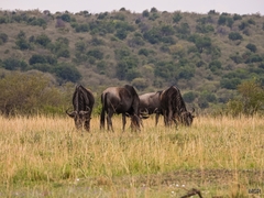 Connochaetes taurinus mearnsi