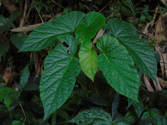 Begonia longifolia