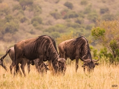 Connochaetes taurinus mearnsi