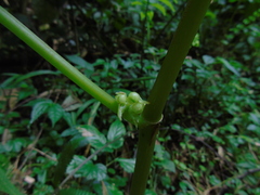 Begonia longifolia
