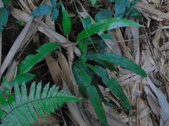 Diplazium subserratum