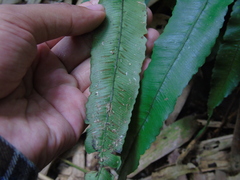 Diplazium subserratum