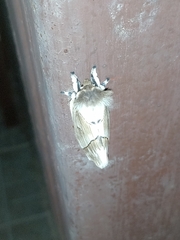 Pseudodirphia obliqua