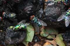 Chrysomya chloropyga