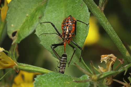 Orange Assassin Bug (Gminatus australis) photo 2